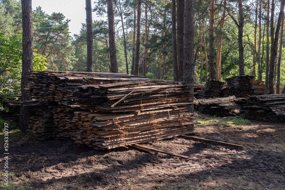 old firewood lies among the trees. Wood recycling