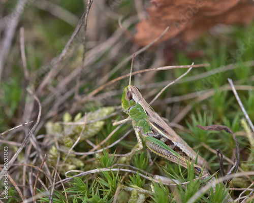 Meadow Grasshopper - Chorthippus parallelus .