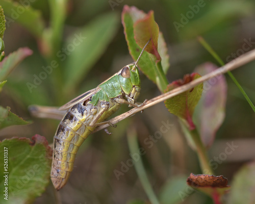 Meadow Grasshopper - Chorthippus parallelus 