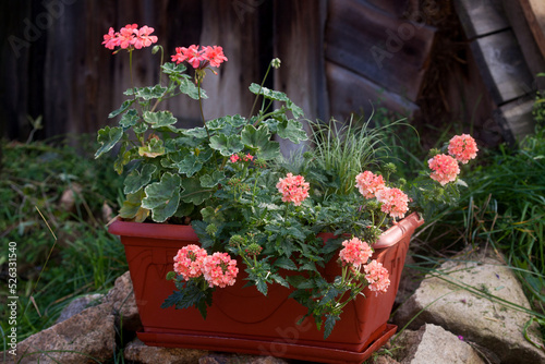 Fototapeta Naklejka Na Ścianę i Meble -  Peach verbena and pelargonia flowers in a hanging box. Flower arrangement in a pot