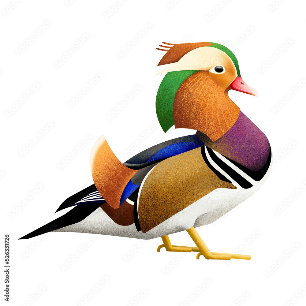 mandarin duck with png , Transparent background Stock Illustration