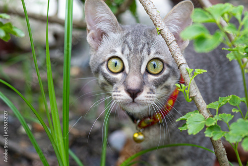 Close up Portrait of a beautiful gray striped cat looking the camera with the green background. 
