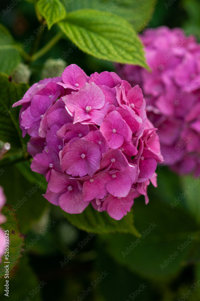 Pink hydrangea flower on a green background.Hydrangea in the garden.Flowers close-up.Space for copy.Ideas for postcards, paintings. Pink hydrangea flower on a green background.Hydrangea in the garden.Flowers close-up.Space for copy.Ideas for postcards, paintings.