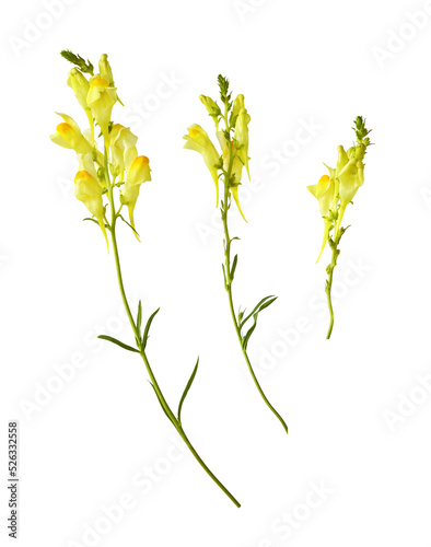 Set of yellow linaria flowe...