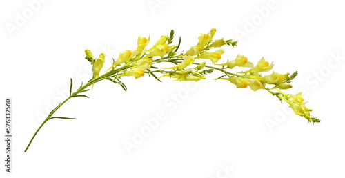 Twig of yellow linaria flowers isolated