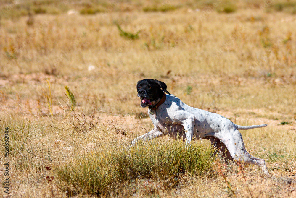 jack russell terrier running