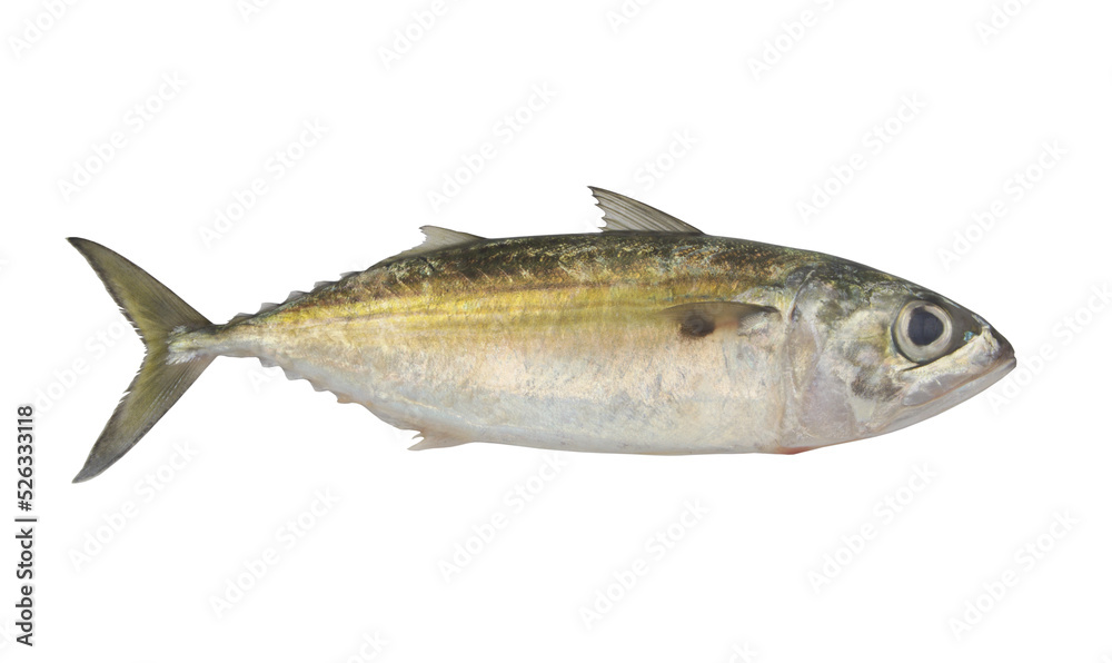 Raw jack mackerel fish isolated on white background Raw jack mackerel fish isolated on white background