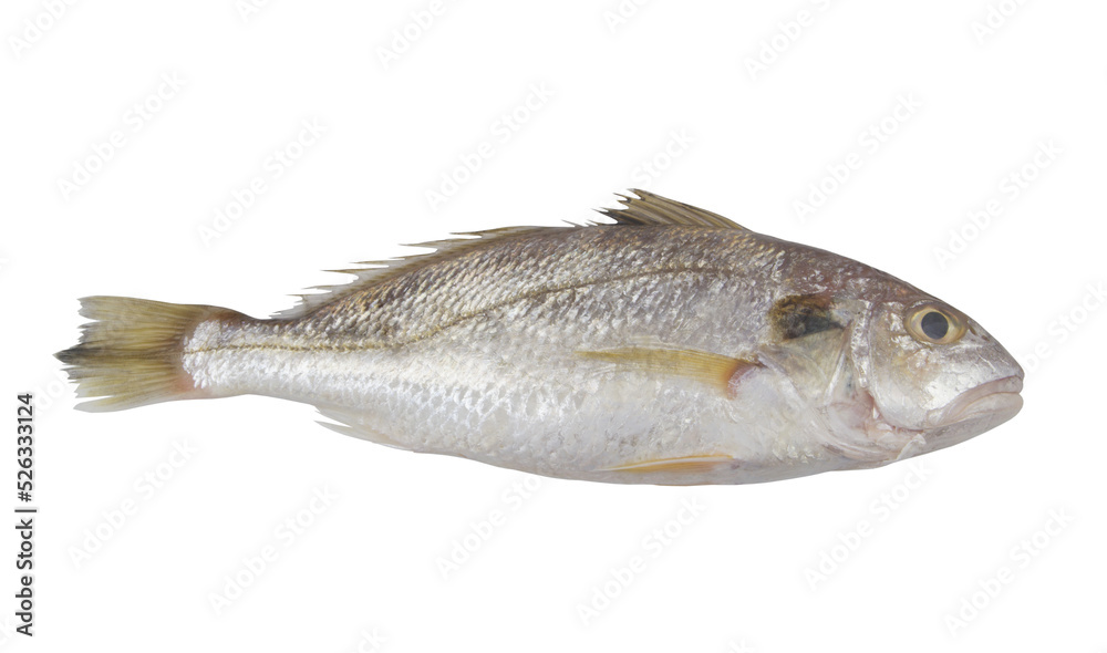 Raw croaker fish isolated on white background	
