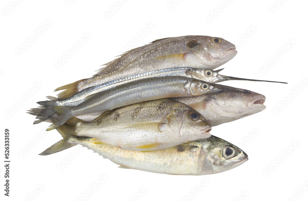 Several fresh fishes isolated on white background Several fresh fishes isolated on white background