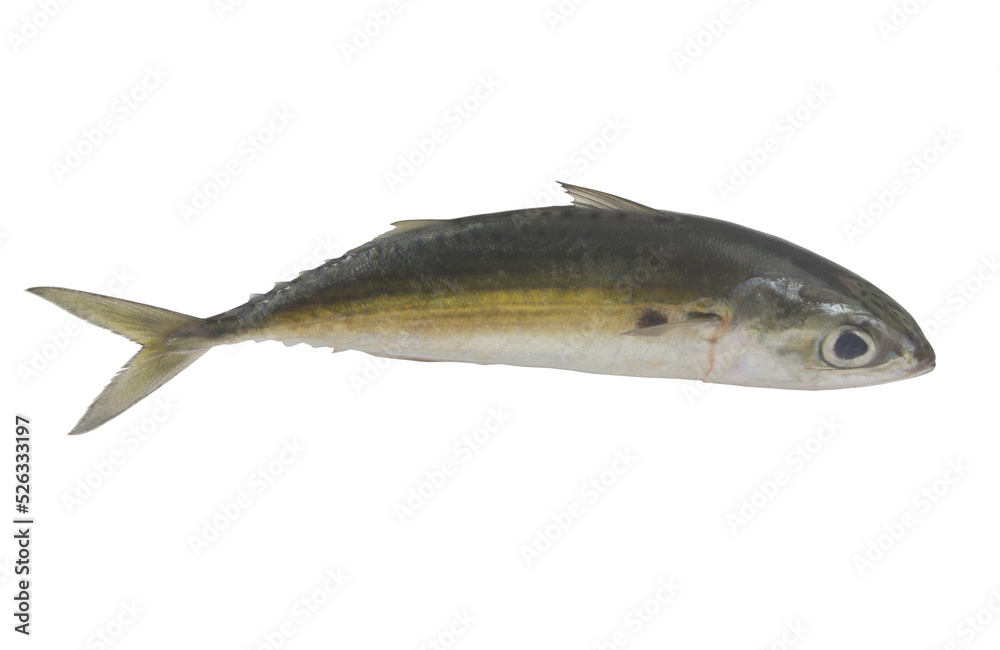 Whole jack mackerel isolated on white Whole jack mackerel isolated on white
