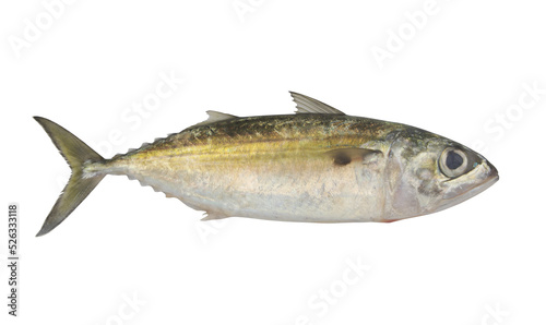Raw jack mackerel fish isolated on white background