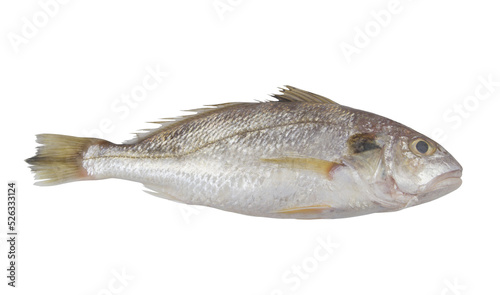 Raw croaker fish isolated on white background 