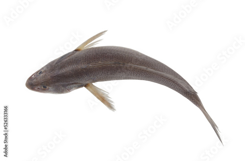 Top view of jewfish isolated on white background	 photo