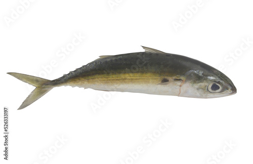 Fototapeta Naklejka Na Ścianę i Meble -   Whole jack mackerel isolated on white