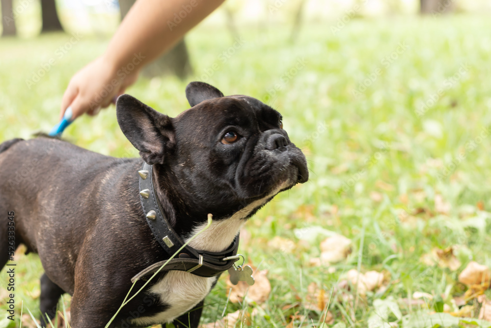 a black French bulldog on a walk in the park. Pet care The owner cleans the dog's fur with a brush in the park