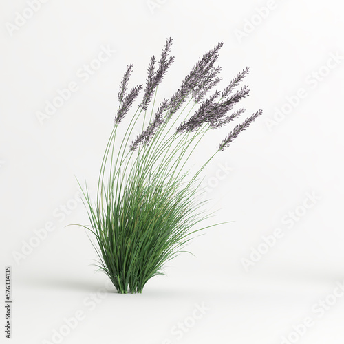 3d illustration of molinia caerulea grass isolated on white background