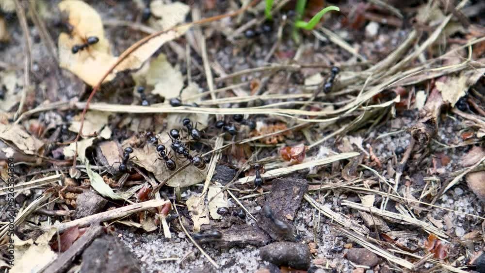 Ants move in different directions along the forest path. Ants up close Ants move in different directions along the forest path. Ants up close