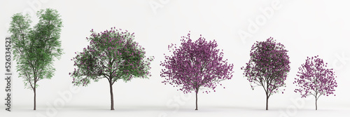 3d illustration of set handroanthus impetiginosu tree isolated on white background