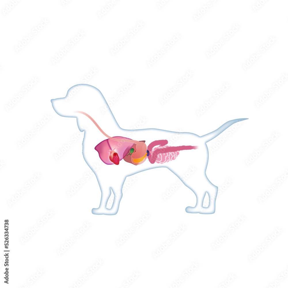 犬の解剖図 Stock Illustration | Adobe Stock