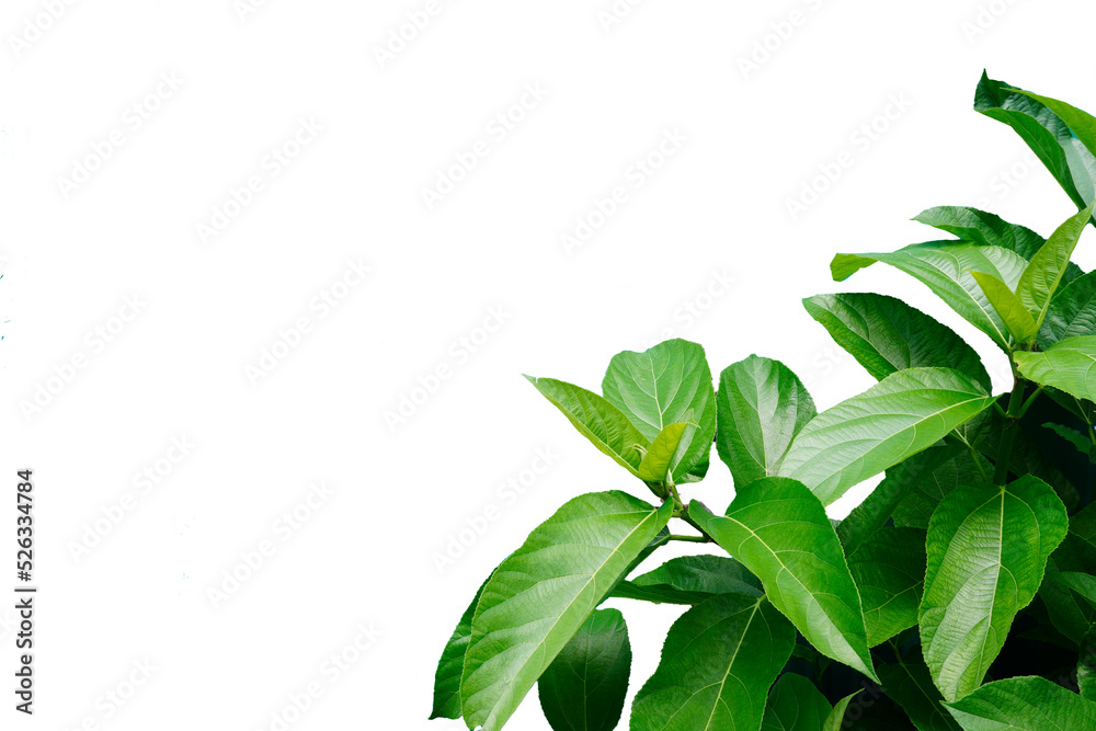 Fototapeta premium Small tree, lower white corner, white background blur or blurry (spot focus)
