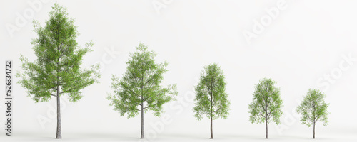 3d illustration of set quercus phellos tree isolated on white background