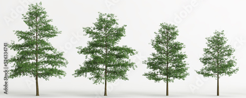 3d illustration of set quercus palustris tree isolated on white background