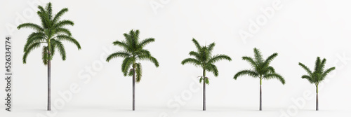 3d illustration of set wodyetia bifurcata tree isolated on white background photo