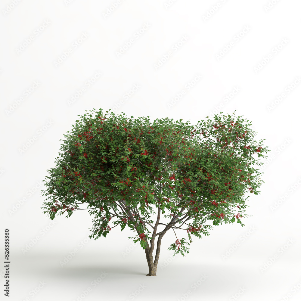 3d illustration of schinus terebinthifolia tree isolated on white background