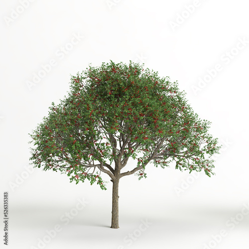 3d illustration of schinus terebinthifolia tree isolated on white background