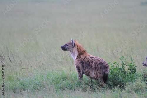 Obraz na plátně Adult spotted hyena stalking prey in savanna
