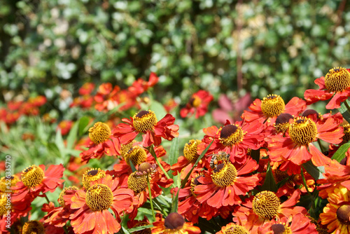 A bee pollinating red and yellow helenium flowers (Sneezeweed) in front of a green wall
