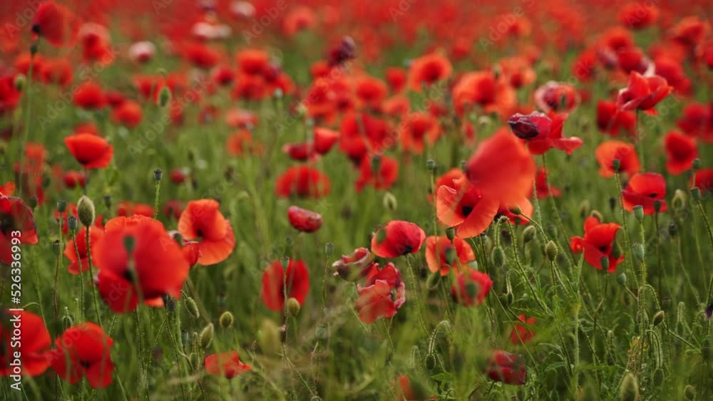 Camera moves between the flowers of red poppies. Poppy as a remembrance symbol and commemoration of the victims of World War. Flying over a flowering opium field on sunset. Camera moves to the left. Camera moves between the flowers of red poppies. Poppy as a remembrance symbol and commemoration of the victims of World War. Flying over a flowering opium field on sunset. Camera moves to the left.