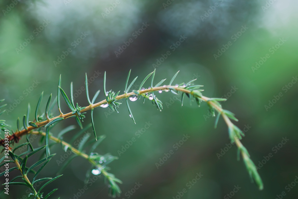 Spruce tree branch in rain drops. Summer nature. 