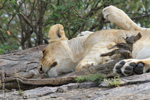 Lioness resting on a stone kopje, closeup