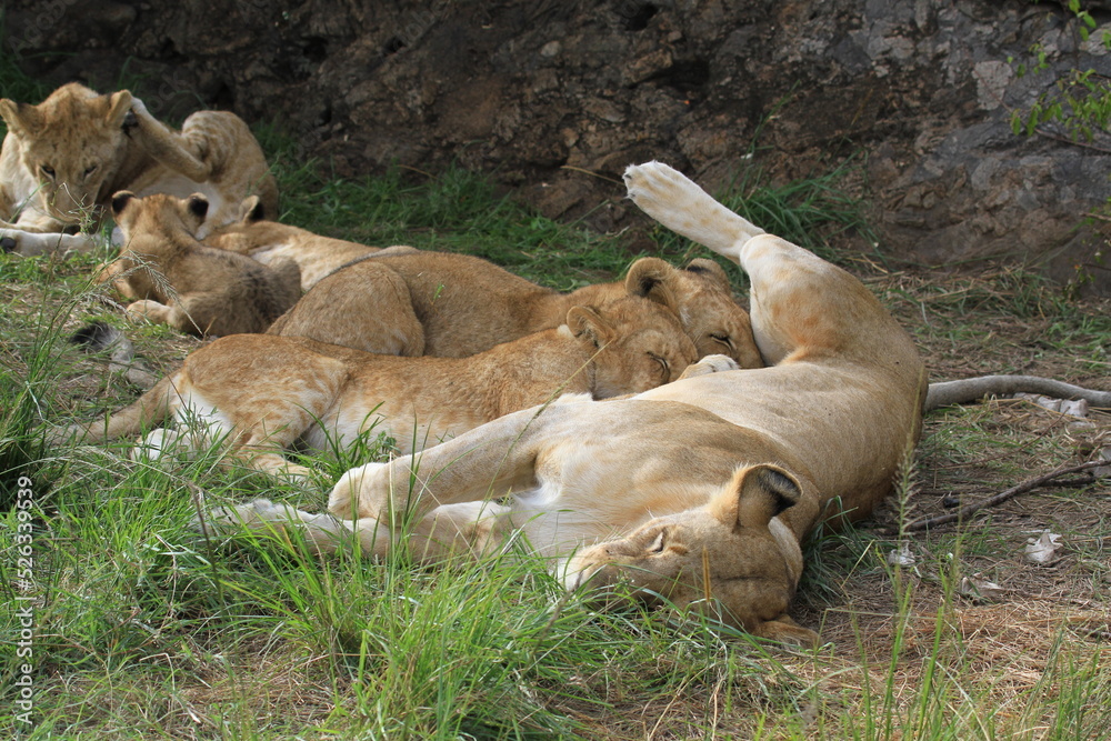 Fototapeta premium Young lion cub playing with his older brother