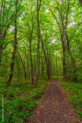 Path in the green dense summer forest