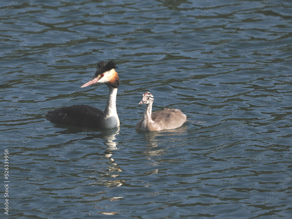 Fototapeta premium Adult Great Crested Grebe (Podiceps cristatus) with a young bird a few days old that still has its striped feathers. Garbsen, Black Sea (Schwarzer See), Lower Saxony, Germany.