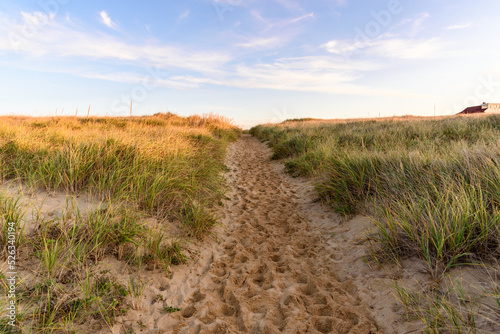 Empty trail through grassy sand dunes at sunset in autumn