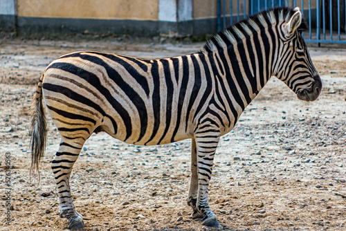 Little zebra stands in the zoo in summer