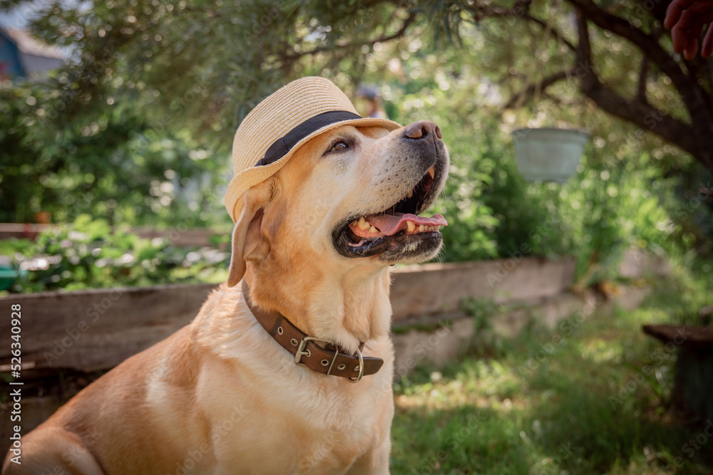 beautiful adorable fawn dog labrador in hat outdoors beautiful adorable fawn dog labrador in hat outdoors
