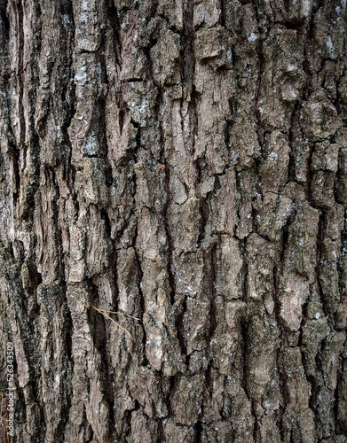 Bark of an old oak tree