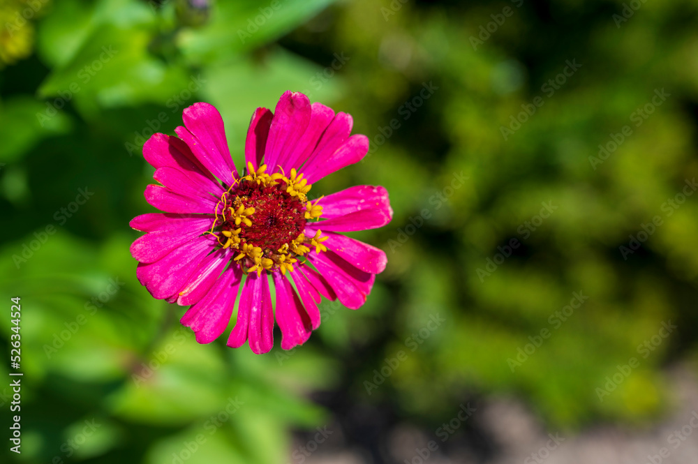 Obraz premium Close-up of a pink Zinnia flower.