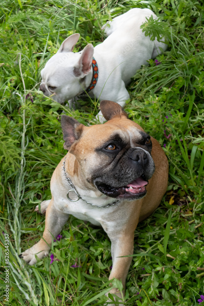 french bulldog pet dog, french bulldog concept