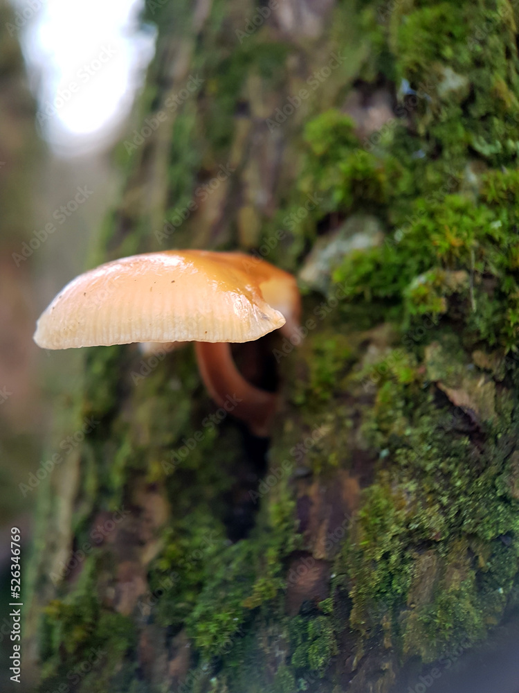 Macro orange cap mushroom in rain tree woodland