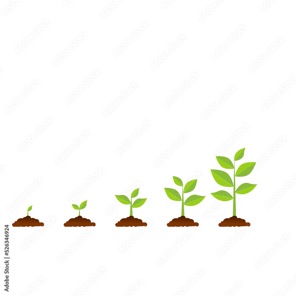 The tree that grows from seed is a big tree with green color and the seedlings grow into a big tree. Vector illustration