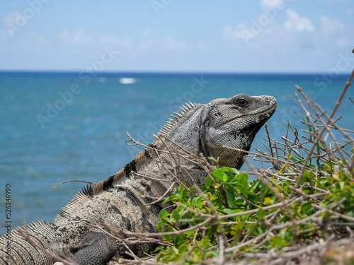 island land iguana