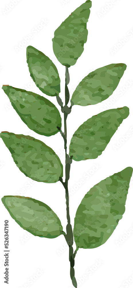 Watercolor Leaves Illustration leaf for Decorative Element