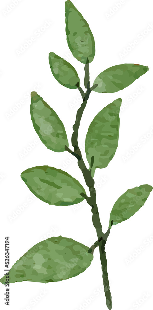 Watercolor Leaves Illustration leaf for Decorative Element