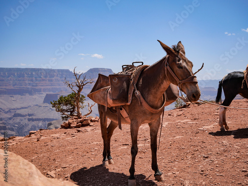horse in the desert