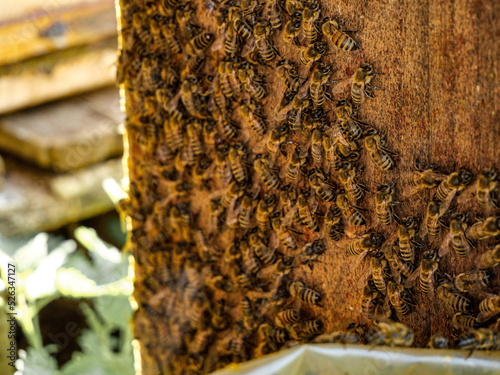 bees in the hive